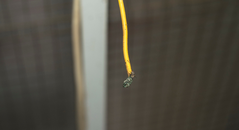 Exposed Wires and Tangled Cables Show Risks of Improper Electrical Wiring in San Jose, CA